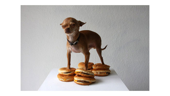 Chihuahua on Burgers