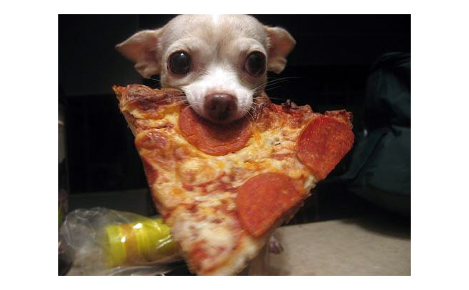 Chihuahua Pizza
