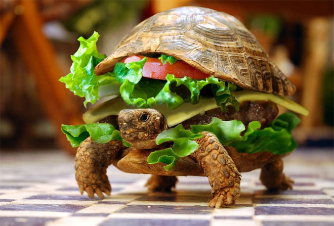 Turtleburger